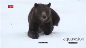 BROWN BEAR Walking in snow towards the Camera while Looking around the Prairie GOOD LIGHT