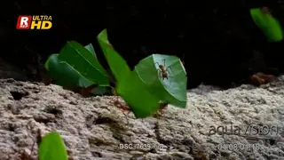 Leafcutter ants (Atta sp.) carrying pieces of leaves and flowers over a treestump in the.