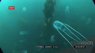 School of Box Jellyfish swimming underwater in ocean and passing by camera MLS PAN