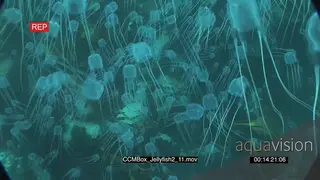 School of Box Jellyfish floating underwater in ocean HA LS PAN