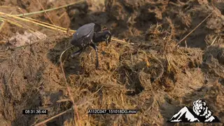 3 Dung beetles on dung scooping out balls of dungs SCENIC