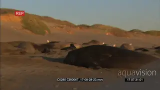 Elephant Seal looking up and grunting on a beach and colony laying down MLS ZO WS