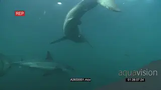 A pair of Great white sharks gently swimming and turning around underwater in ocean.