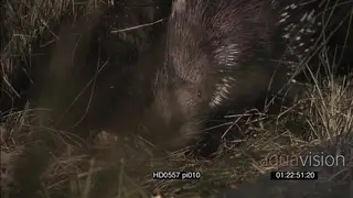 Cape Porcupine scouting around towards camera foraging walking away at NIGHT