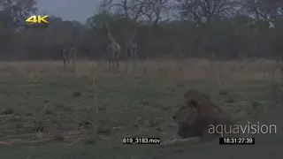 Giraffes 3 standing alerted looking at African male lion resting in FG