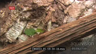 Zoom in Leafcutter ants walk along dead tree stump carry leaves to their nest