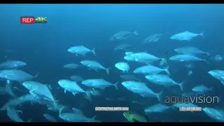 A school of a bluefin trevally fish darting around in the ocean
