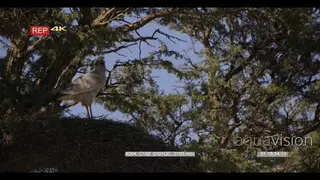 close up shot of a pale chanting goshawk bird melierax canorus on top of a social weavers.