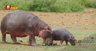 Female adult and young Hippo standing and feeding on grass.