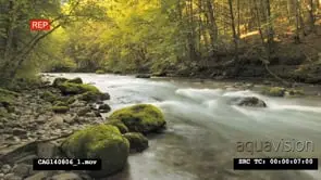 View of river flowing in forest SCENIC HIGH SPEED TIMELAPSE
