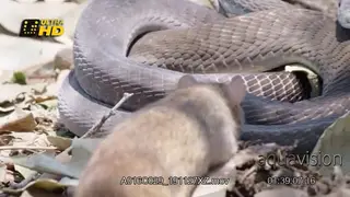 Black mamba rolled up, playing dead while on the hunt for a rat.