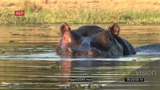 Close-up of bull hippo with nostrils, eyes and ears protruding from water MS