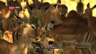 A Herd of Impala standing under the tree shade feeding on tree leaves and grooming one…