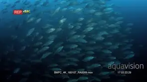 A large school of Bluefin Trevally, Coranx melampygus fish