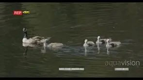 A gaggle of Canada geese swimming GENERAL BEHAVIOR