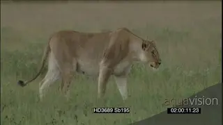 African lioness stalking hunting across veld