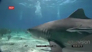 Tiger Sharks swimming between Scuba Divers UW