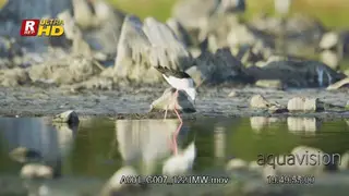 Black-winged Stilt walking inside water, searching for food and feeding on aquatic insects.