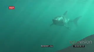 Great white shark gently swimming underwater in ocean passing by camera UW HAND