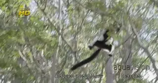 White-fronted brown lemur leaping and dancing through the trees.