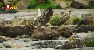 Two Ruppell's Vultures walking, standing among Blue wildebeest carcasses.