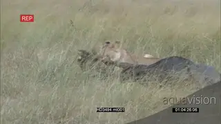 African Lioness stalking chase and take down kill Wildebeest AmCam