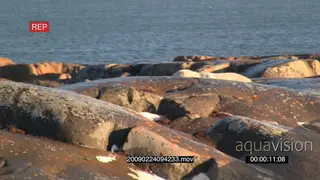 Polar bear walking amongst boulders ocean in BG