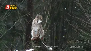 Eurasian Lynx sitting and looking around on rocks in snowy forest.