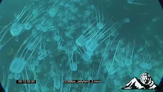 School Box Jellyfish swimming floating underwater in ocean and camera passing through.