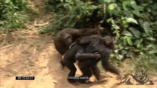 Chimpanzees sitting in bushes then walking away.