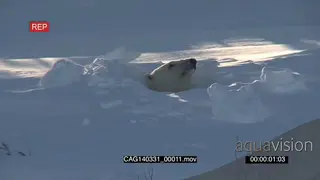 Polar Bear female emerging out of winter den scouting around