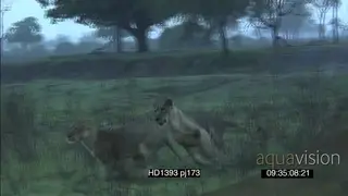 African lionesses social interaction play fighting chasing each other around hunting…