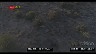 Aerial Drone African lions 3 sleeping resting near bushes