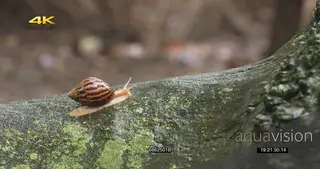 Giant African Land Snail moving on log RAIN MS