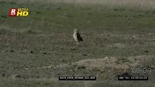 Burrowing owl standing and looking around hunting for flying insects, during daytime. MWS.