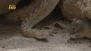 Painted saw scaled viper laying and a mouse walking towards it and sniffs around.