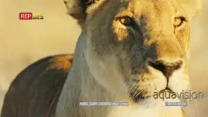 Close up shot of lioness's face looking at camera and around