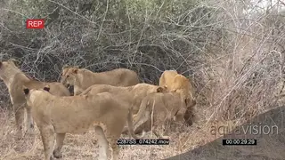 A pride of lions standing around and sniffing on a dead cub killed by a lioness MWS