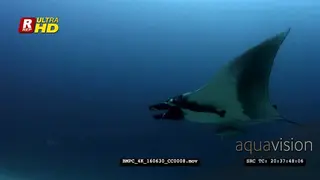 A giant manta ray, Mata birostris glides through the sea