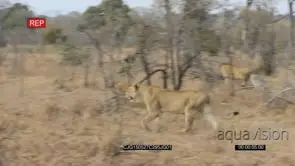African Lion pride walking through bushveld and looking around WS PAN ZI LWS HAND