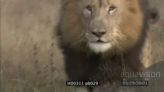 African male Lion charge towards camera DAY