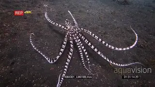 Close up tracking shot of a mimic octopus, octopus sp19.