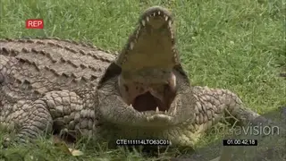 Nile Crocodile Yawn