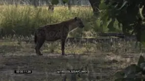 Female Spotted Hyena walking around the Bushveld after Drinking water and Looking around.