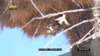 Sociable Weavers flying in and out of nest building carrying grass with beaks SLOWMO
