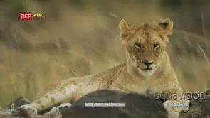 Lion cub lying down on the rocks