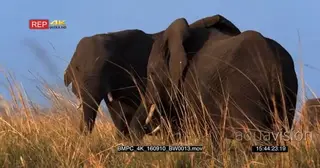 [2] African Elephants sparing