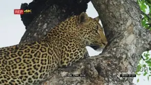 Leopard lying in fork of tree turns away