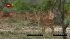Alert Impala looking at predator MS
