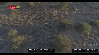 Aerial Drone African lions sleeping resting near bushes